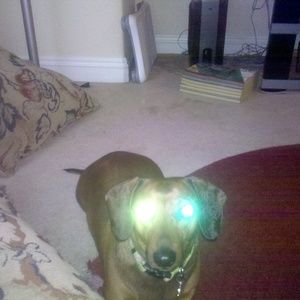 Meet your Posher, Bridget